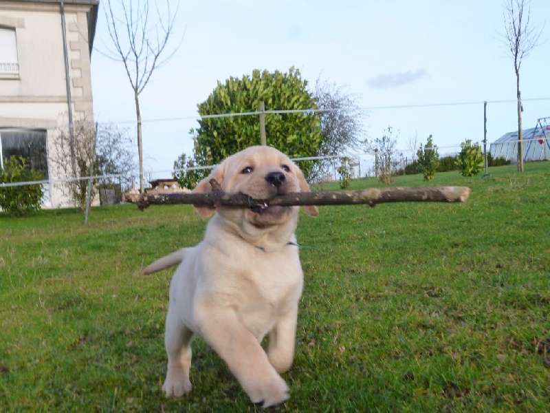 De la roche sainte opportune - Labrador Retriever - Portée née le 14/11/2014